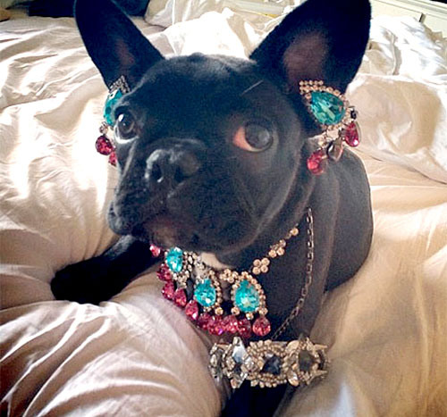 Lady Gaga'nın köpeği